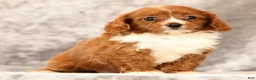 Cavapoo dogs for sale: Fancy - Ad 7