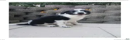 Mixed Breed dogs for sale: Mali - Ad 4