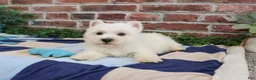 West Highland Terrier dogs for sale: Gizmo  - Ad 5