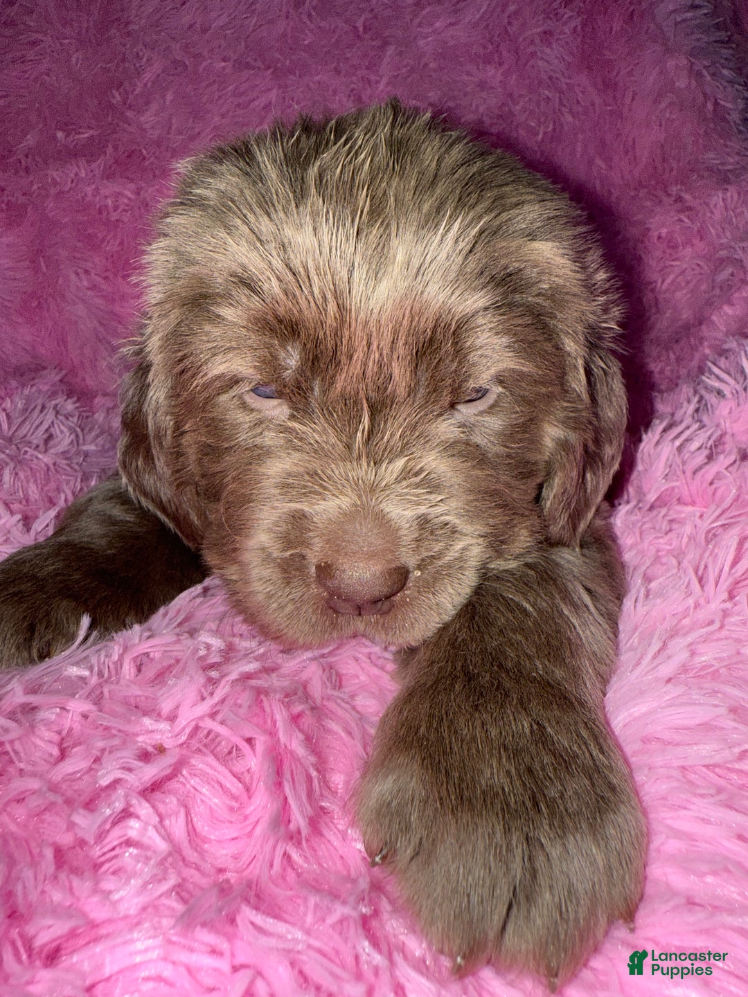 Newfoundland dogs for sale: Beige female - Ad 3