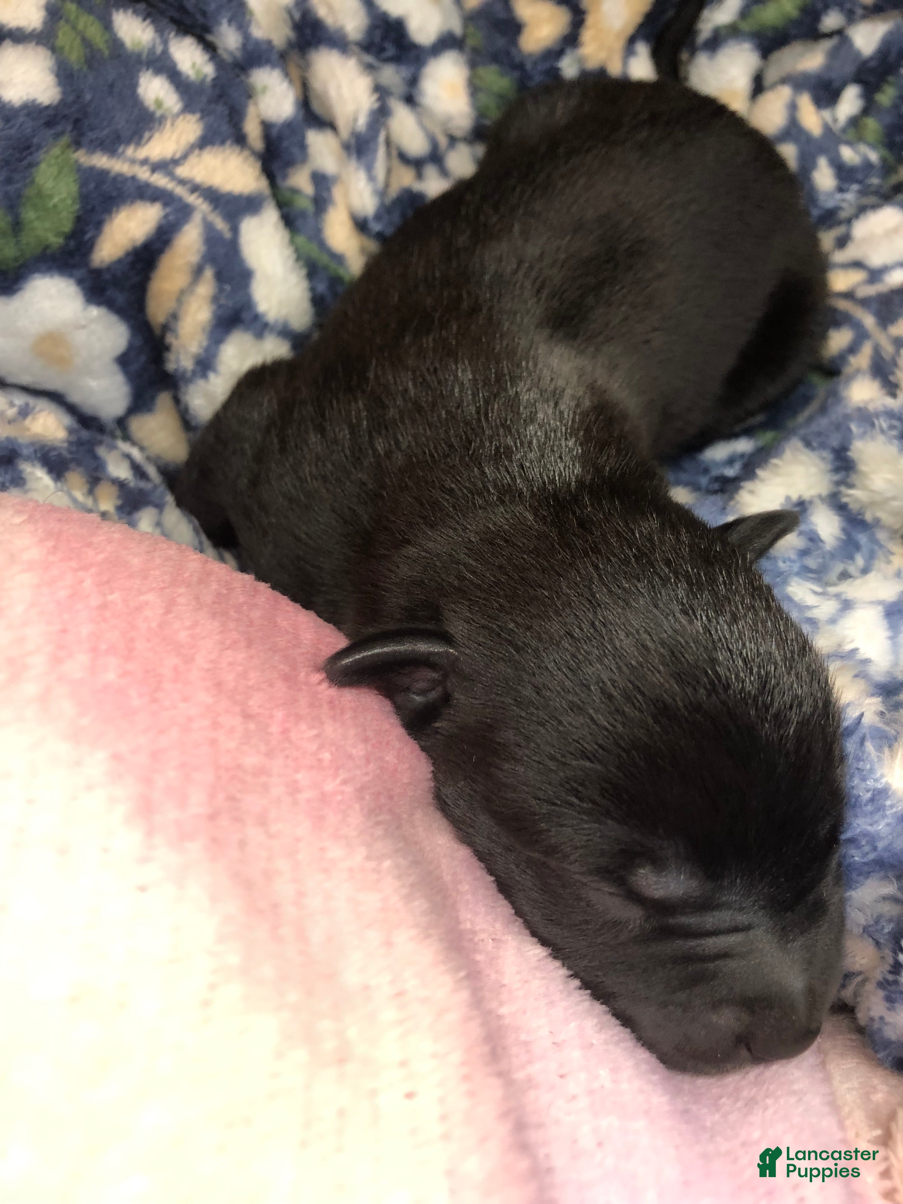 Mixed Breed dogs Male 1 - Ad 32