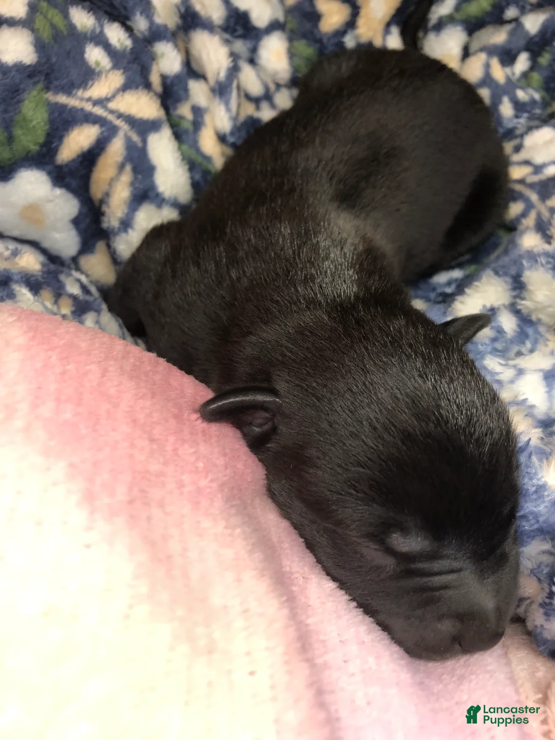 Mixed Breed dogs for sale: Male 1 - Ad 1