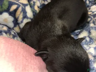 Mixed Breed dogs Male 1 - Ad 32