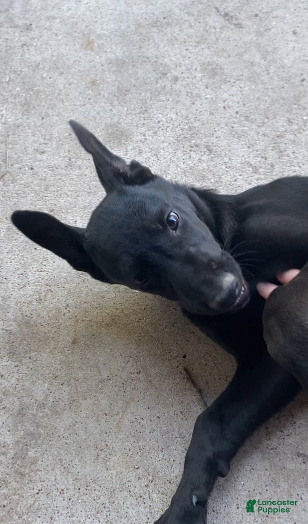 Mixed Breed dogs for sale: Mixed Breed Puppy 1 - Ad 3