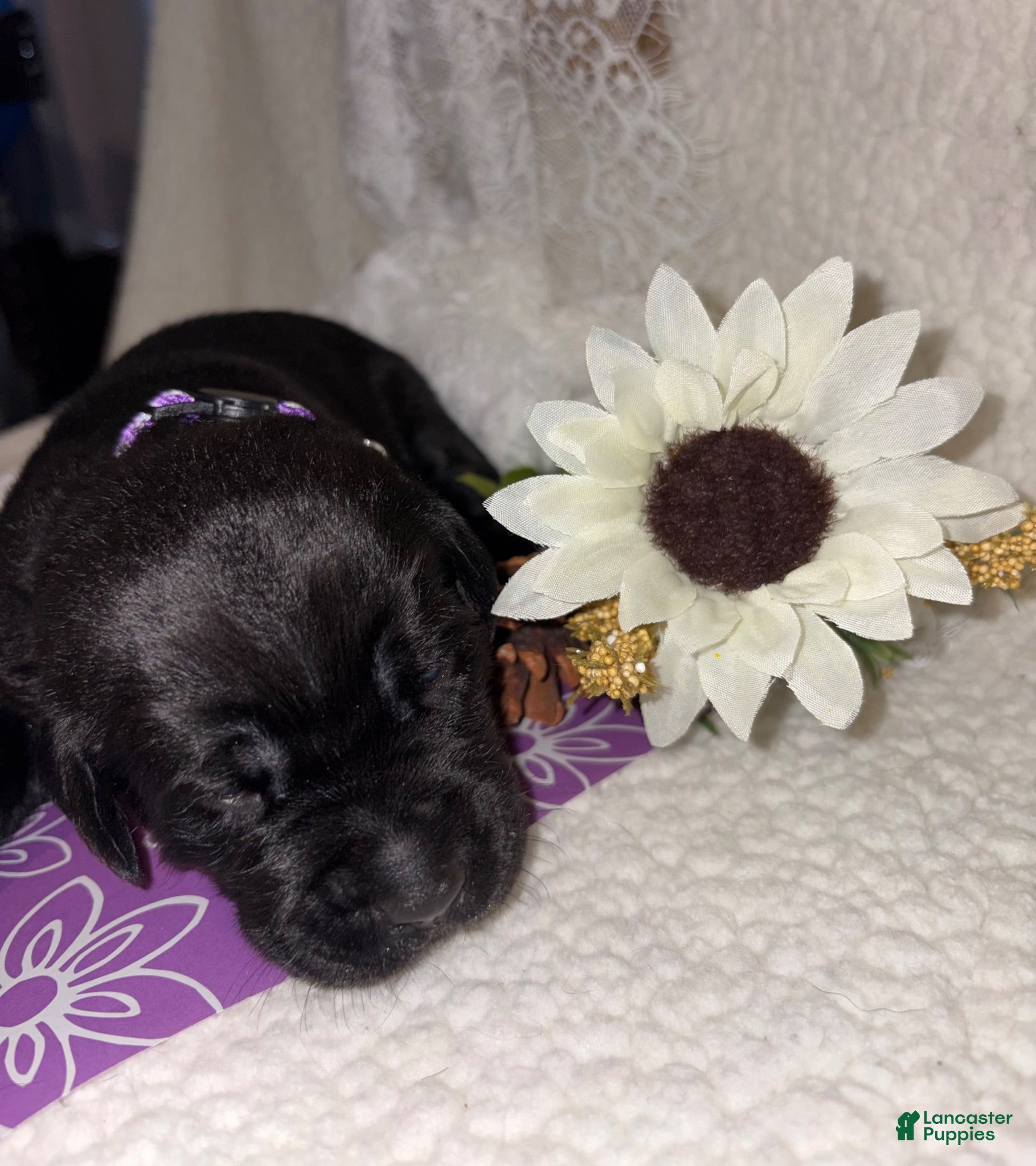 Labrador Retriever dogs Labrador Retriever black female purple collar - Ad 2