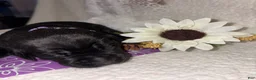 Labrador Retriever dogs for sale: Labrador Retriever black female purple collar - Ad 2
