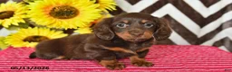 Miniature Dachshund dogs for sale: Millie - Ad 3