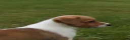 Mixed Breed dogs for sale: Orpheus - Ad 8