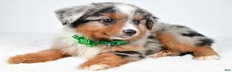 Miniature Australian Shepherd dogs for sale: Alyssa - Ad 3