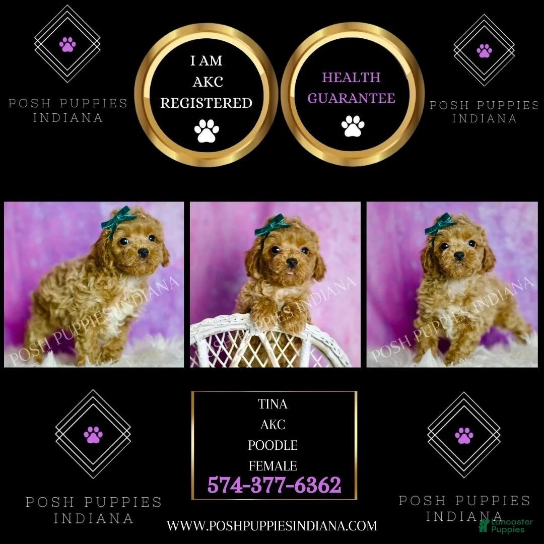 Standard Poodle dogs for sale: Tito - Ad 7