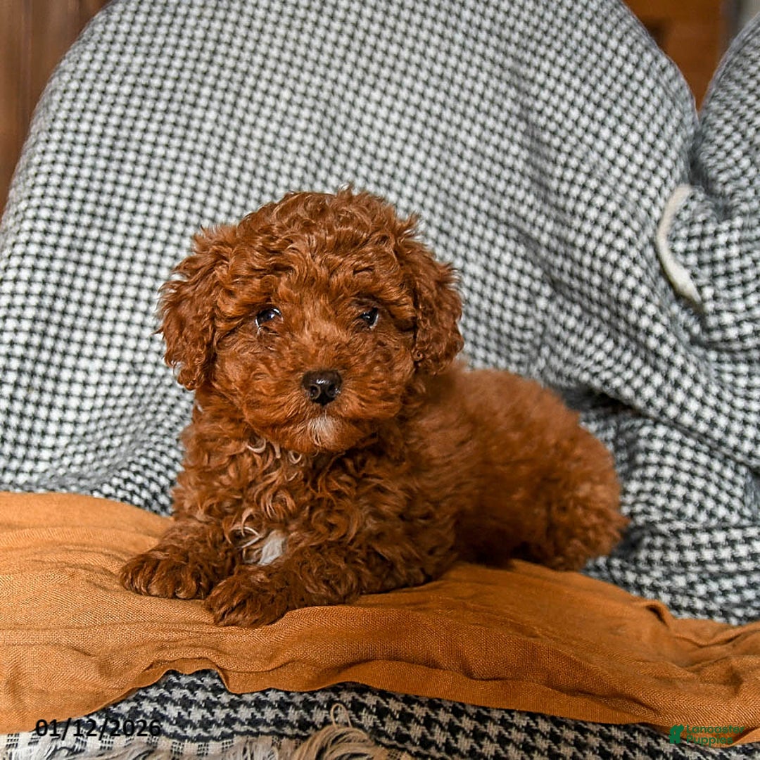 Cavapoo dogs for sale: Custard - Ad 4
