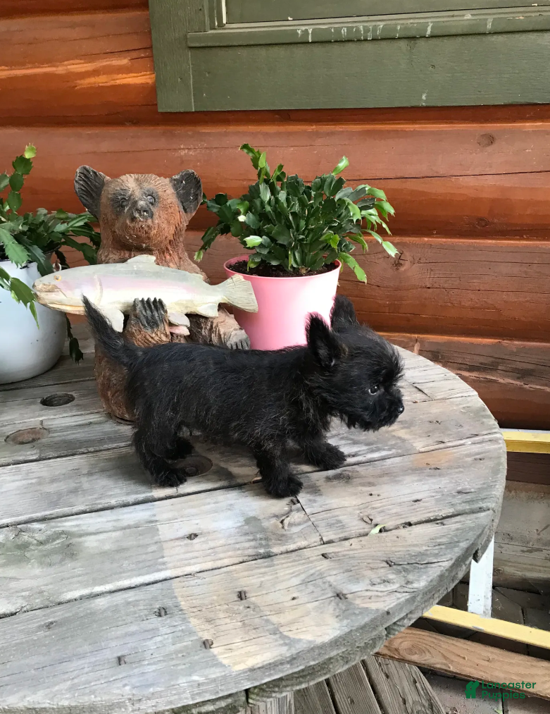 Cairn Terrier dogs Caleb - Ad 2