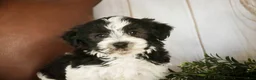 Havanese dogs for sale: Levi - Ad 4