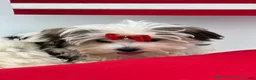 Morkie dogs for sale: Keith - Ad 4