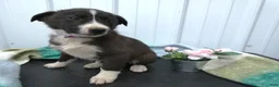 Border Collie dogs for sale: Border Collie Puppy 5 Trina - Ad 2