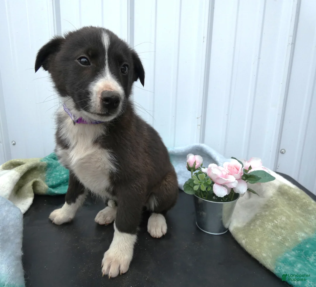 Border Collie dogs for sale: Border Collie Puppy 5 Trina - Ad 2