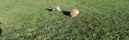 Shiba Inu dogs for sale: Cardigan  - Ad 6