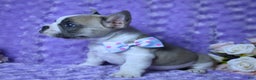 French Bulldog dogs for sale: French Bulldog Blue Piebald AKC, Health Tested Parents 4 - Ad 5