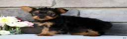 Morkie dogs for sale: Ozzy - Ad 4