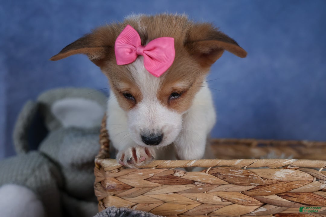 Welsh Corgi Pembroke dogs for sale: Morris - Ad 5