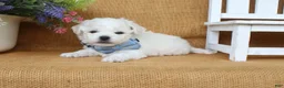 Bichon Frise dogs for sale: Aiden - Ad 6