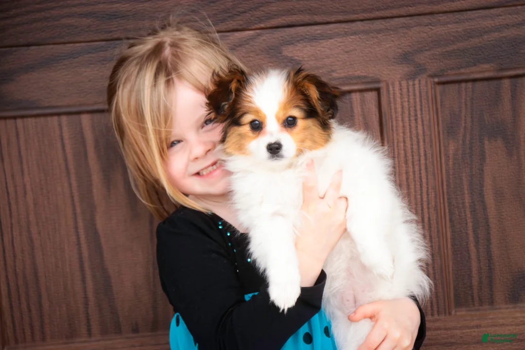 Papillon dogs for sale: Lottie - Ad 2