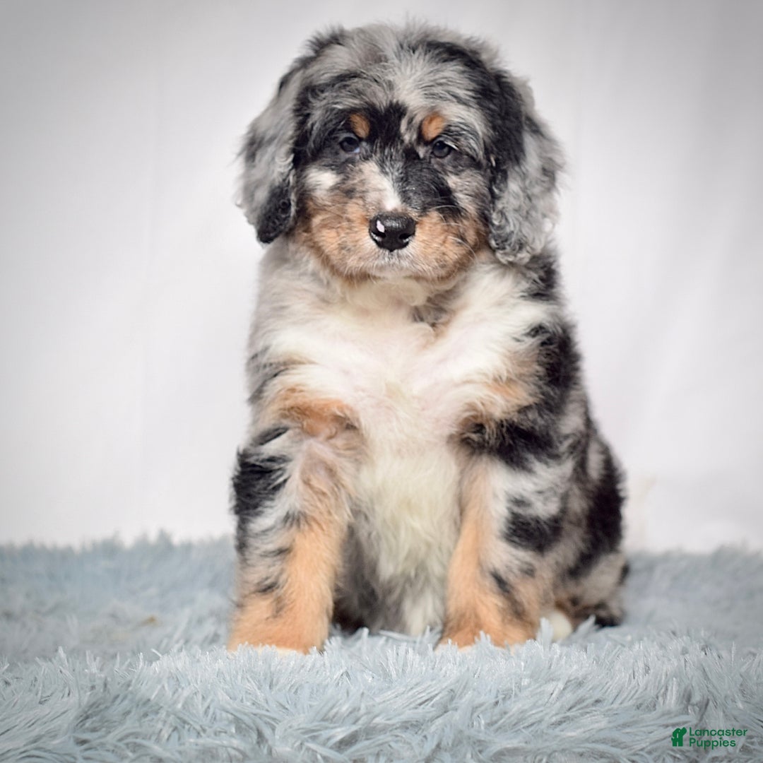 Bernedoodle dogs for sale: Ms. Tinkerbell - Ad 2