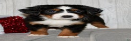 Bernese Mountain Dog dogs for sale: Lilly - Ad 4