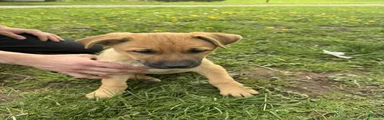German Shepherd Puppy 5 Casper