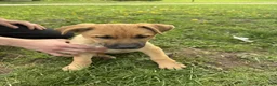 German Shepherd dogs for sale: German Shepherd Puppy 5 Casper - Ad 1