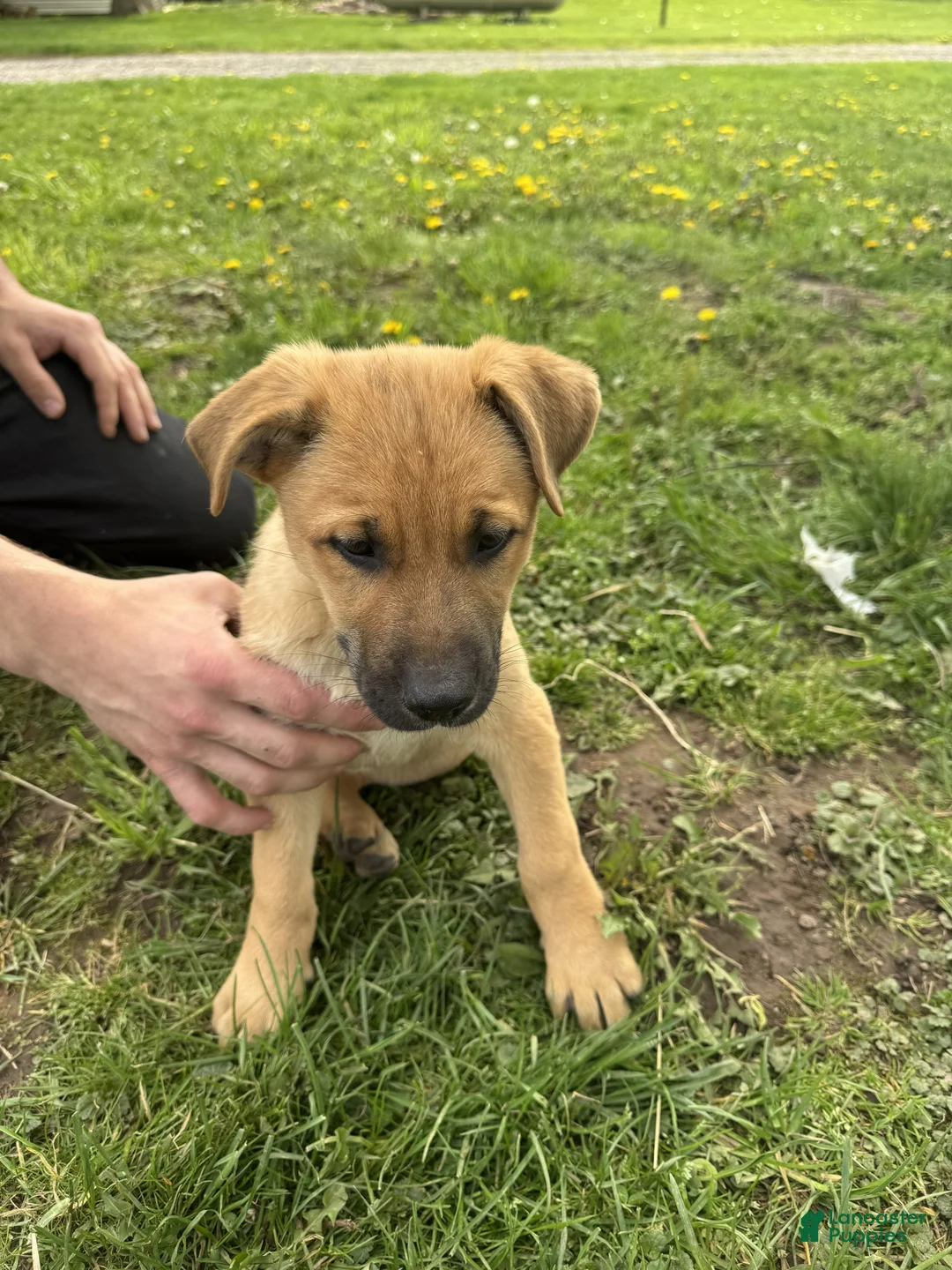 German Shepherd dogs for sale: German Shepherd Puppy 5 Casper - Ad 1