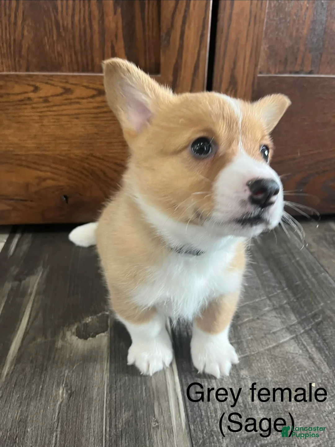 Welsh Corgi Pembroke dogs for sale: Welsh Corgi Pembroke Puppy 4 - Ad 6