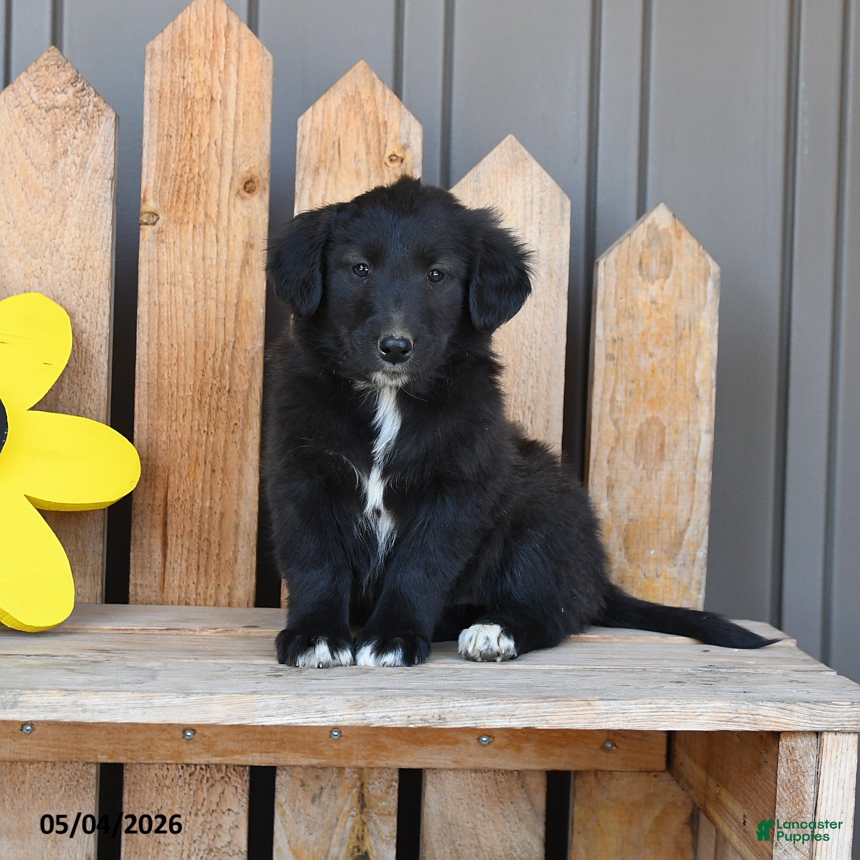 Mixed Breed dogs for sale: Grace - Ad 4