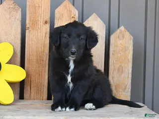 Mixed Breed dogs for sale: Grace - Ad 4