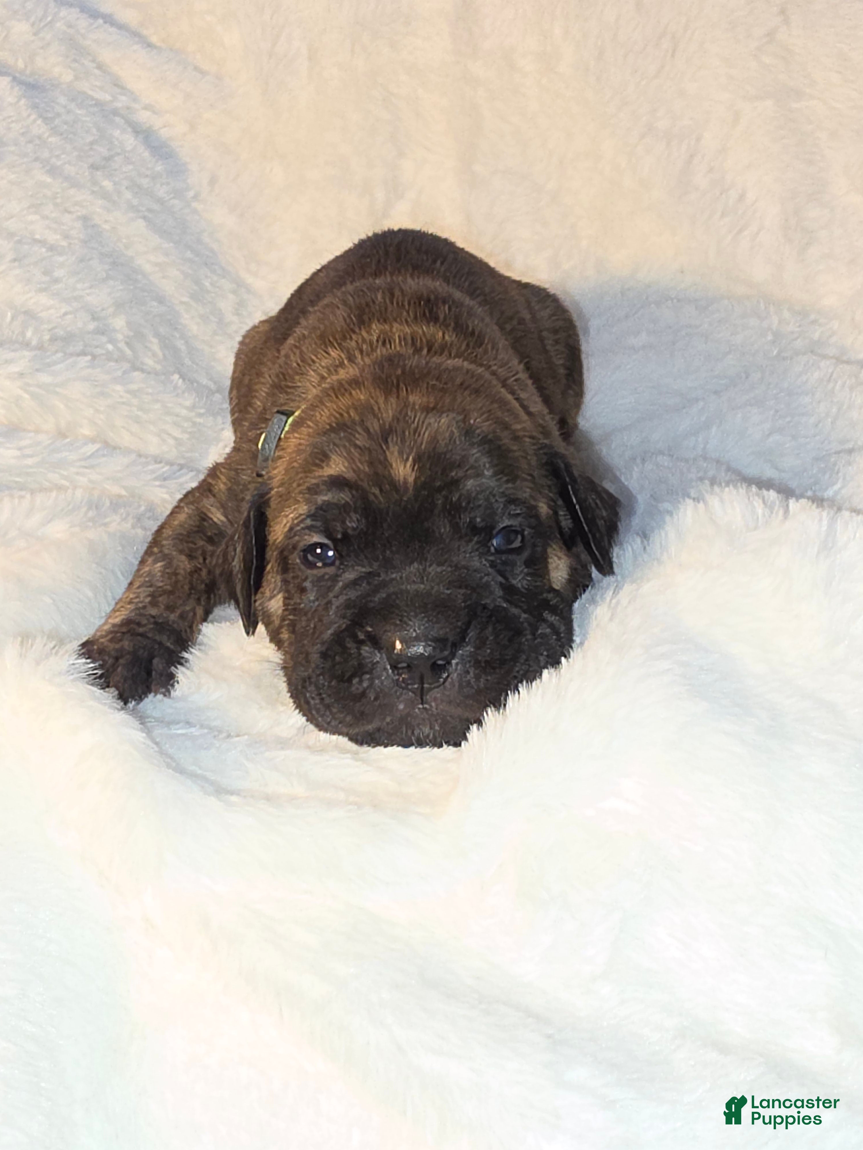 Cane Corso dogs Cane Corso Puppy 1 - Ad 39