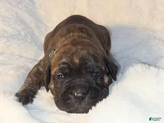 Cane Corso dogs Cane Corso Puppy 1 - Ad 22