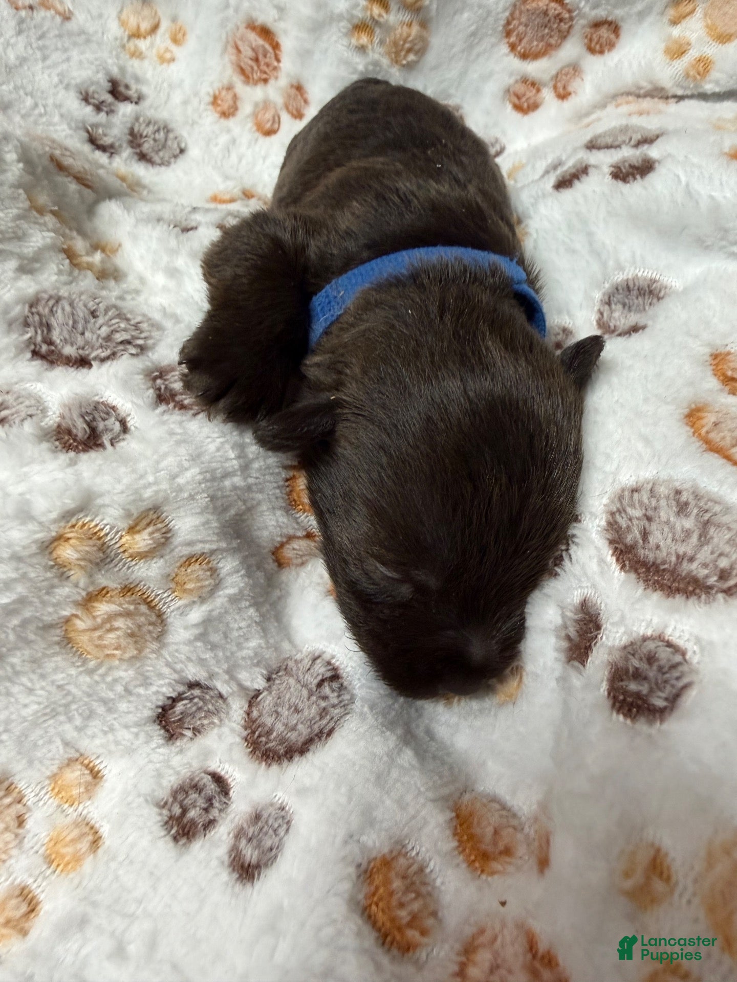 Miniature Schnauzer dogs for sale: Miniature Schnauzer 1 - Ad 1