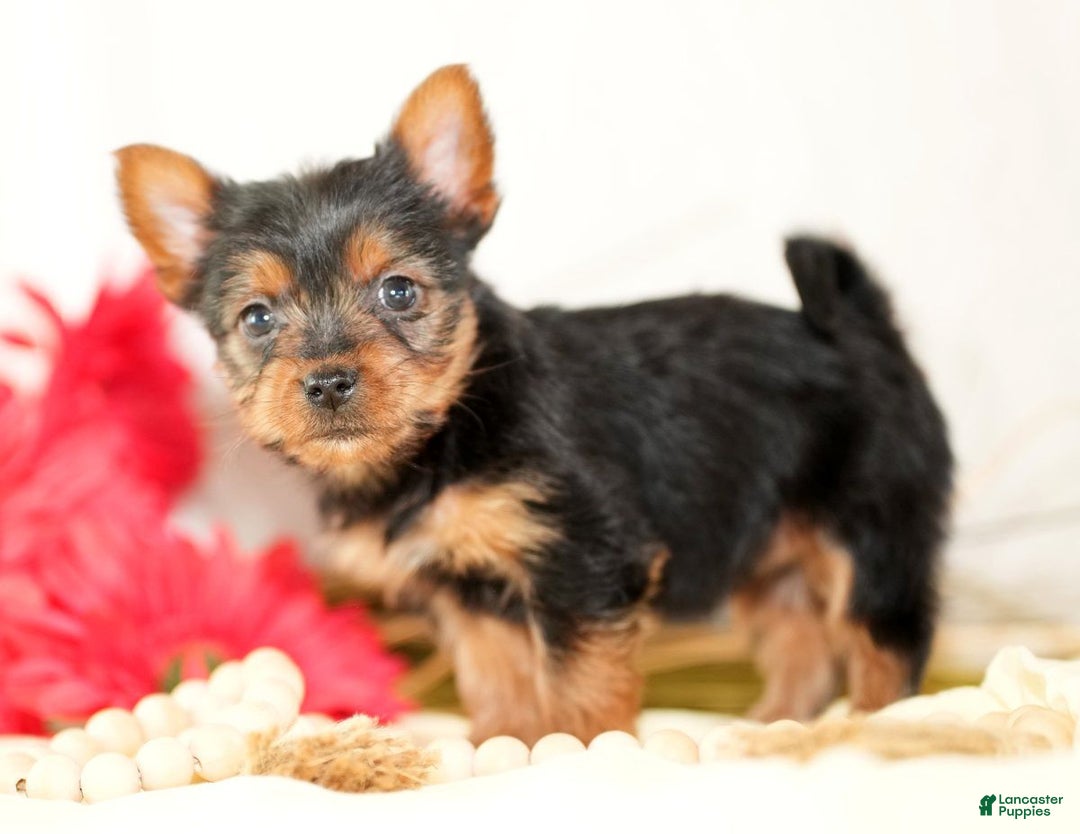Morkie dogs for sale: Poppy - Ad 1