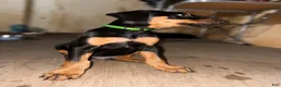 Doberman Pinscher dogs for sale: Green Collar Dobie - Ad 5