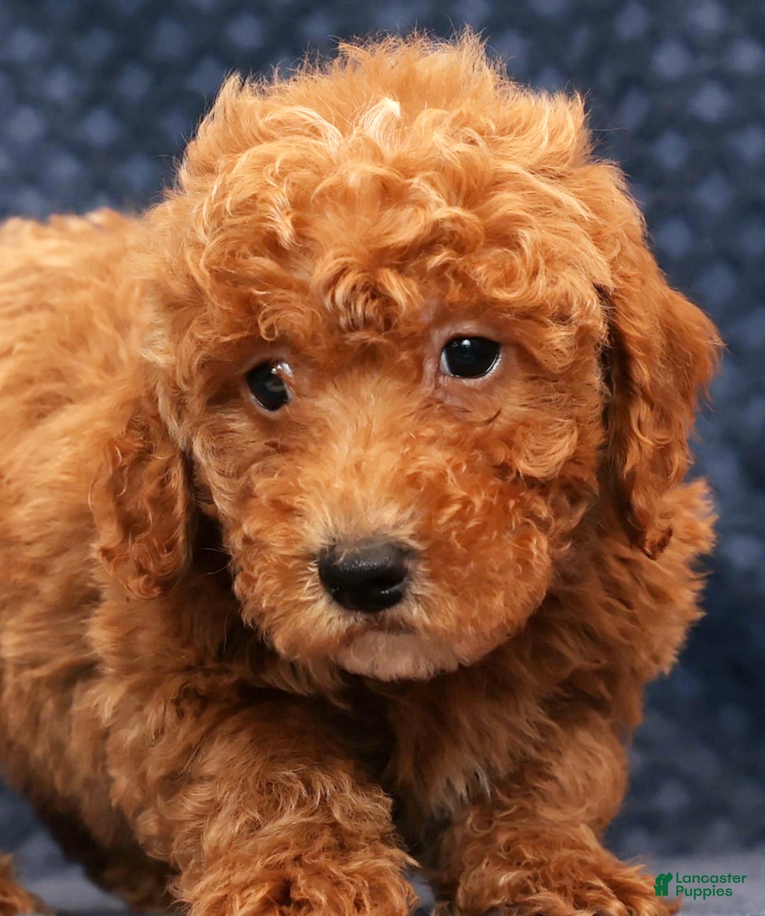 Bichpoo dogs for sale: Ethan - Ad 9