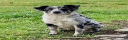 Australian Shepherd dogs for sale: Australian Shepherd Puppy 3 - Ad 4