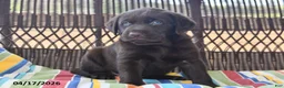Labrador Retriever dogs for sale: Jack  - Ad 5