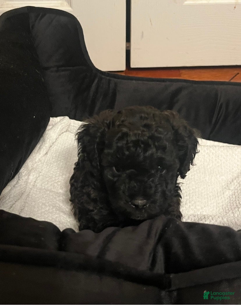 Shihpoo dogs Shihpoo Puppy 2 KoKo Puff - Ad 4