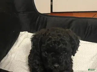 Shihpoo dogs Shihpoo Puppy 2 KoKo Puff - Ad 4