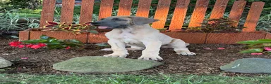 Peter Great Dane 