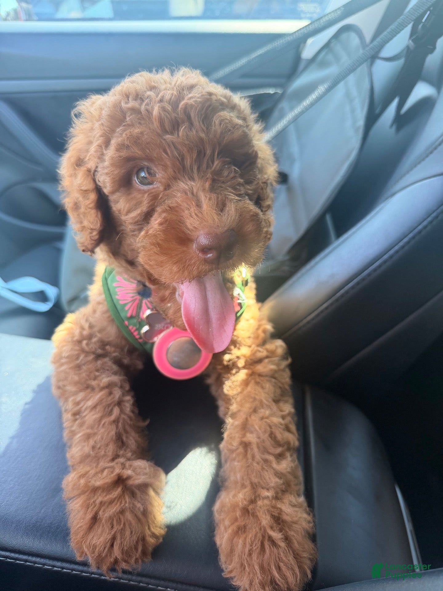 Goldendoodle dogs for sale: Goldendoodle 1 - Ad 27