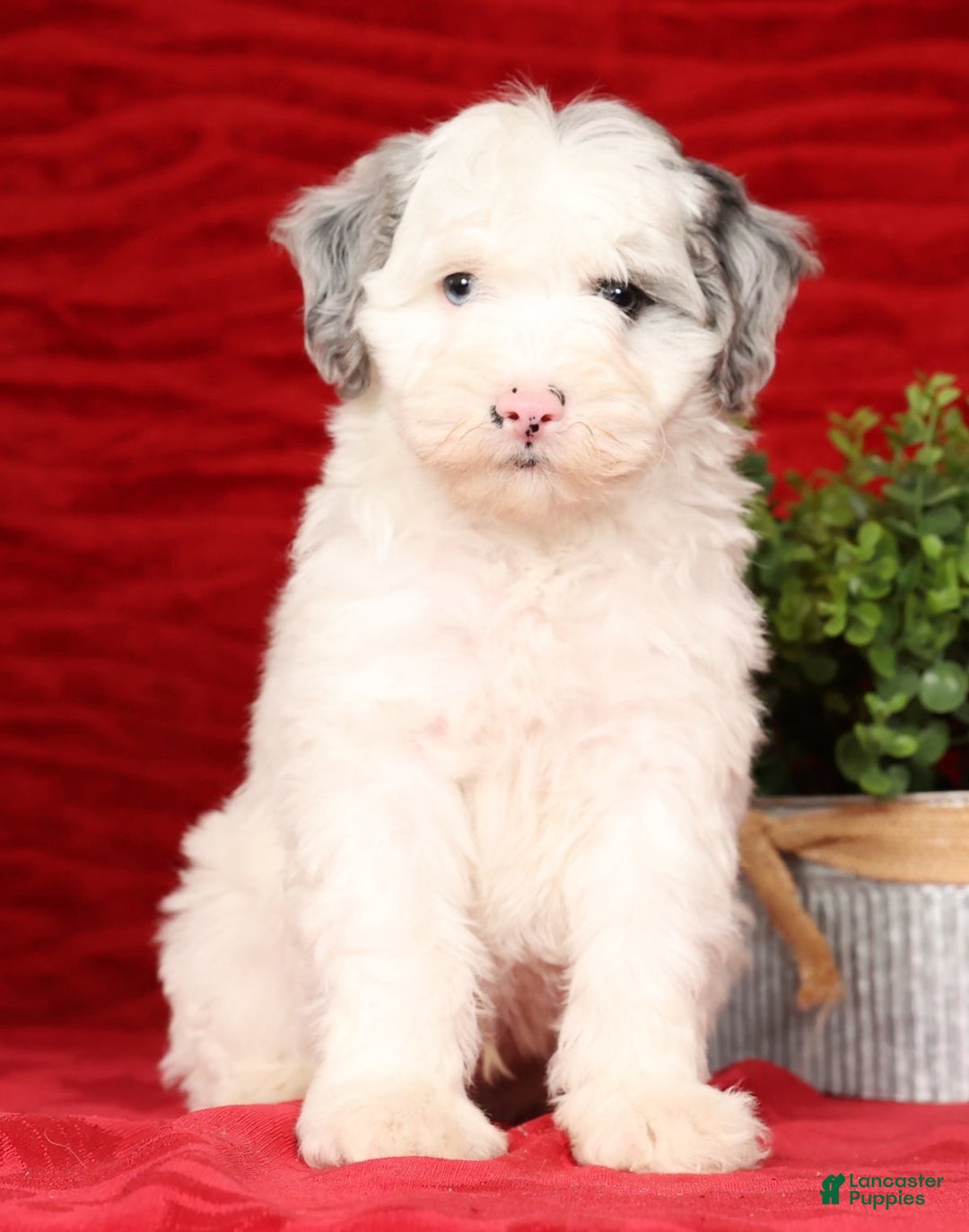 Mini Sheepadoodle dogs for sale: Charles - Ad 2
