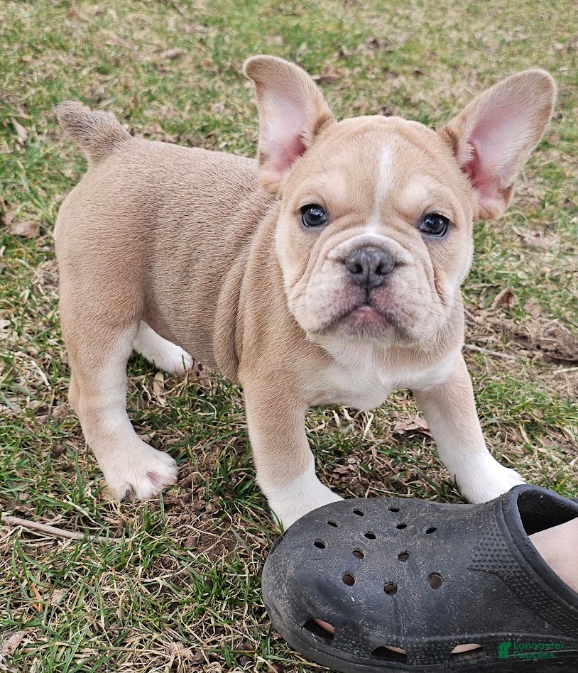 Mixed Breed dogs Mini Bulldog Blue-fawn Sable Girl - Ad 36
