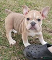Mini Bulldog Blue-fawn Sable Girl