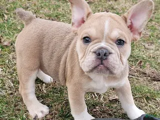 Mixed Breed dogs Mini Bulldog Blue-fawn Sable Girl - Ad 36